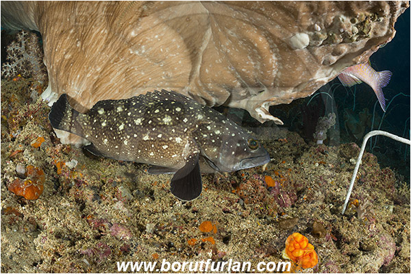 Raja Ampat, Papua, Indonesia, Epinephelus coeruleopunctatus, Epinephelus, Serranidae, Whitespotted grouper, Grouper, Fish