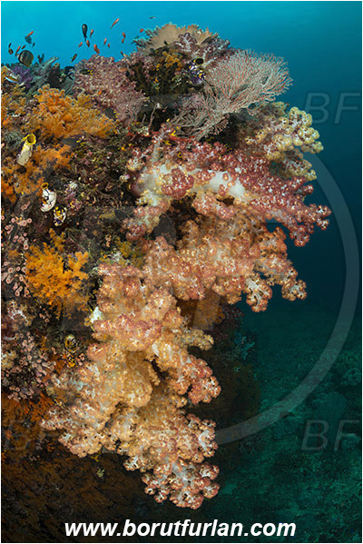 Raja Ampat, Papua, Indonesia, Sea fan, Dendronephthya sp., Dendronephthya, Nephtheidae, Soft coral, Coral, Cnidaria, Cnidarian, Reef
