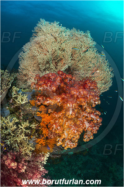 Raja Ampat, Papua, Indonesia, Melithaea sp., Melithaea, Melithaeidae, Sea fan, Dendronephthya sp., Dendronephthya, Nephtheidae, Soft coral, Coral, Cnidaria, Cnidarian, Reef