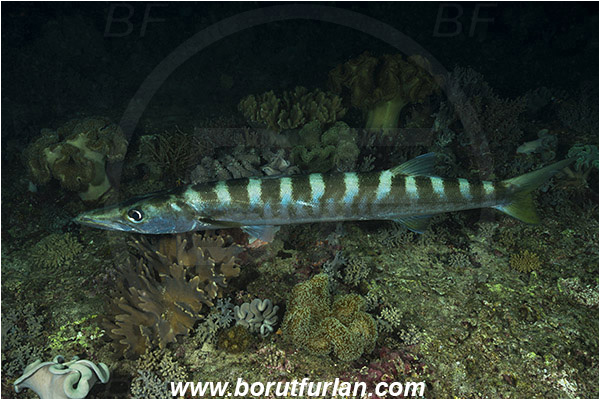 Raja Ampat, Papua, Indonesia, Sphyraena barracuda, Sphyraena, Sphyraenidae, Great barracuda, Barracuda, Fish, Night