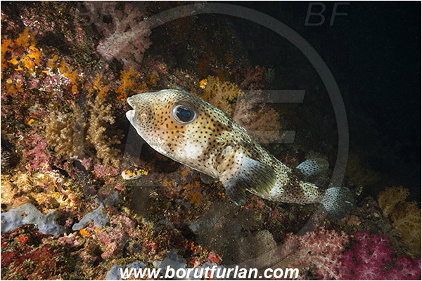 Raja Ampat, Papua, Indonesia, Diodon hystrix, Diodon, Diodontidae, Spot-fin porcupinefish, Porcupinefish, Fish, Night
