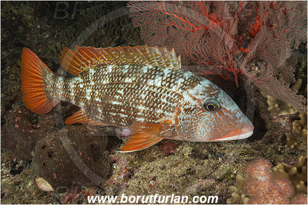Raja Ampat, Papua, Indonesia, Lethrinus erythropterus, Lethrinus, Lethrinidae, Longfin Emperor, Emperor, Fish, Night