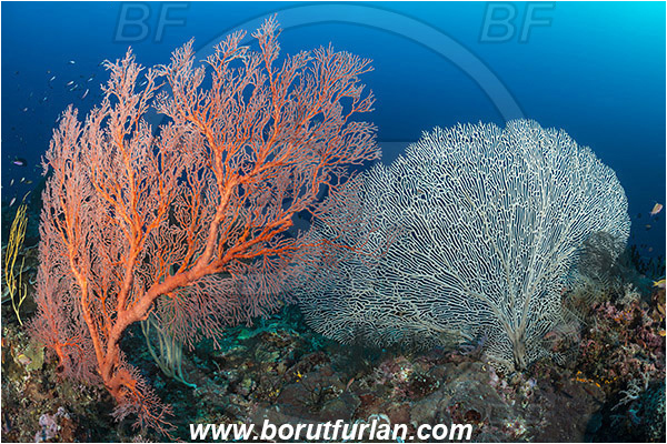 Raja Ampat, Papua, Indonesia, Melithaea sp., Melithaea, Melithaeidae, Sea fan, Coral, Cnidaria, Cnidarian, Reef, Annella mollis, Annella, Subergorgiidae, Gorgonian Sea Fan, Giant Sea Fan, Gorgonia