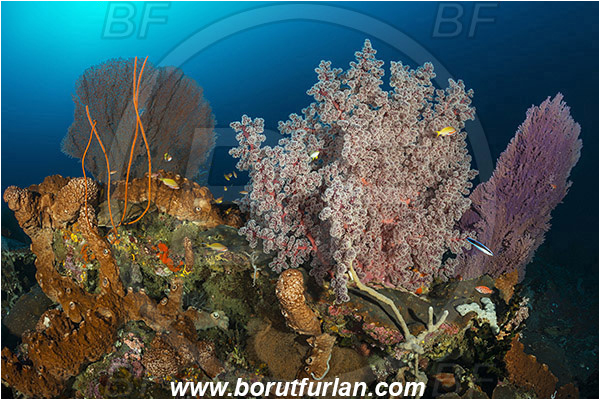 Raja Ampat, Papua, Indonesia, Siphonogorgia sp., Siphonogorgia, Nidaliidae, Sea fan, Coral, Cnidaria, Cnidarian, Reef