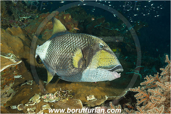 Raja Ampat, Papua, Indonesia, Balistoides viridescens, Balistoides, Balistidae, Titan triggerfish, Triggerfish, Fish, Reef