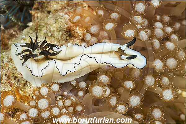 Raja Ampat, Papua, Indonesia, Doriprismatica atromarginata, Doriprismatica, Chromodorididae, Cheesecake Nudibranch, Dark Margin Nudibranch, Nudibranch, Sea slug, Gastropoda, Mollusca, Mollusc