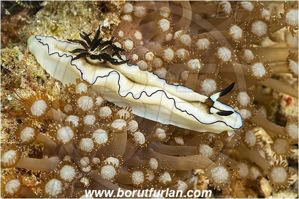 Raja Ampat, Papua, Indonesia, Doriprismatica atromarginata, Doriprismatica, Chromodorididae, Cheesecake Nudibranch, Dark Margin Nudibranch, Nudibranch, Sea slug, Gastropoda, Mollusca, Mollusc