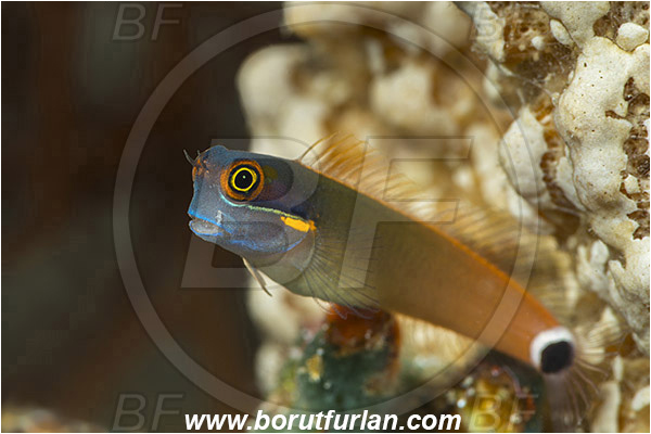 Raja Ampat, Papua, Indonesia, Ecsenius stigmatura, Ecsenius, Blenniidae, Tailspot coralblenny, Blenny, Fish