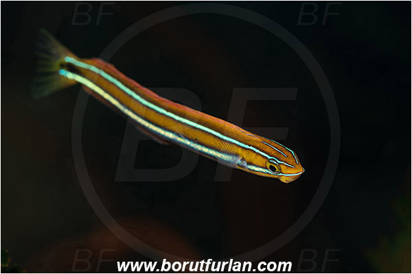 Raja Ampat, Papua, Indonesia, Plagiotremus rhinorhynchos, Plagiotremus, Blenniidae, Bluestriped fangblenny, Blenny, Fish