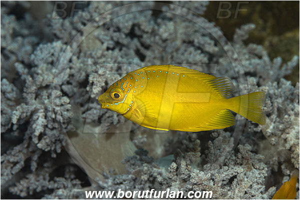 Raja Ampat, Papua, Indonesia, Siganus corallinus, Siganus, Siganidae, Spinefoot, Blue-spotted spinefoot, Blue-spotted Rabbitfish, Rabbitfish, Fish, Juvenile