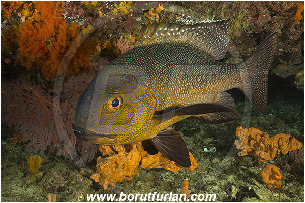 Raja Ampat, Papua, Indonesia, Macolor macularis, Macolor, Lutjanidae, Midnight Snapper, Snapper, Fish