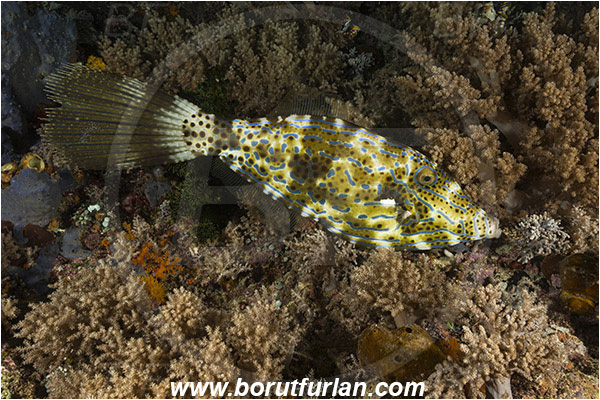 Raja Ampat, Papua, Indonesia, Aluterus scriptus, Aluterus, Monacanthidae, Scrawled Filefish, Filefish, Fish