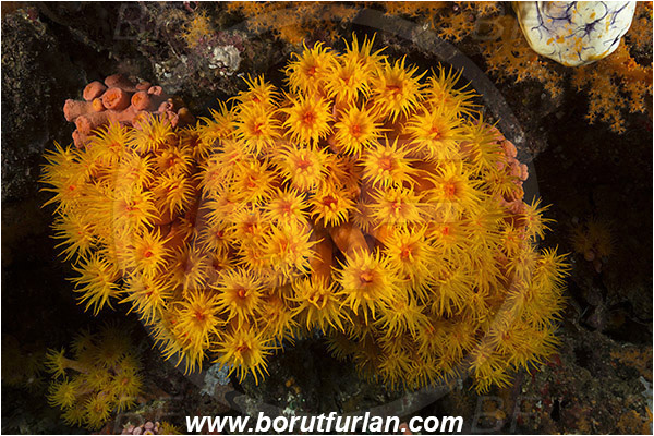 Raja Ampat, Papua, Indonesia, Tubastraea faulkneri, Tubastraea, Dendrophylliidae, Sun coral, Cup coral, Coral, Anthozoa, Cnidaria, Cnidarian