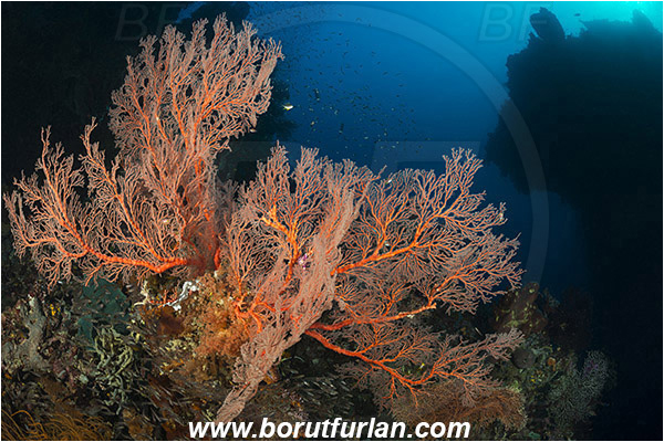 Raja Ampat, Papua, Indonesia, Melithaea sp., Melithaea, Melithaeidae, Sea fan, Coral, Cnidaria, Cnidarian, Reef, Canyon