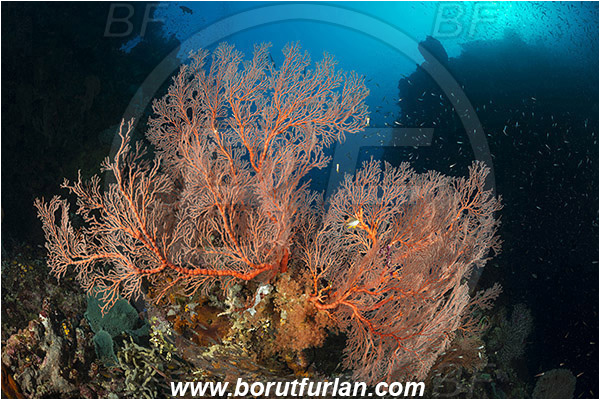 Raja Ampat, Papua, Indonesia, Melithaea sp., Melithaea, Melithaeidae, Sea fan, Coral, Cnidaria, Cnidarian, Reef, Canyon