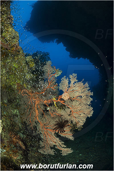 Raja Ampat, Papua, Indonesia, Melithaea sp., Melithaea, Melithaeidae, Sea fan, Coral, Cnidaria, Cnidarian, Reef, Canyon, Fish school