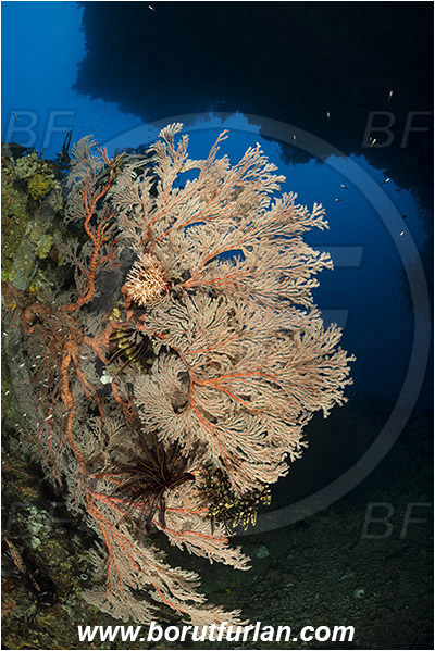 Raja Ampat, Papua, Indonesia, Melithaea sp., Melithaea, Melithaeidae, Sea fan, Coral, Cnidaria, Cnidarian, Reef, Canyon