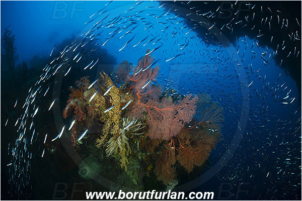 Raja Ampat, Papua, Indonesia, Melithaea sp., Melithaea, Melithaeidae, Sea fan, Coral, Cnidaria, Cnidarian, Reef, Canyon, Fish school