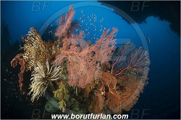 Raja Ampat, Papua, Indonesia, Melithaea sp., Melithaea, Melithaeidae, Sea fan, Coral, Cnidaria, Cnidarian, Reef, Canyon