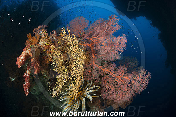 Raja Ampat, Papua, Indonesia, Melithaea sp., Melithaea, Melithaeidae, Sea fan, Coral, Cnidaria, Cnidarian, Reef, Canyon