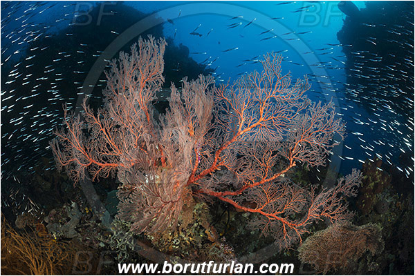 Raja Ampat, Papua, Indonesia, Melithaea sp., Melithaea, Melithaeidae, Sea fan, Coral, Cnidaria, Cnidarian, Reef, Canyon, Fish school