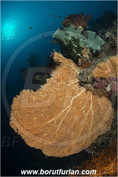 Raja Ampat, Papua, Indonesia, Annella mollis, Annella, Subergorgiidae, Gorgonian Sea Fan, Giant Sea Fan, Gorgonia, Sea fan, Coral, Cnidaria, Cnidarian, Reef