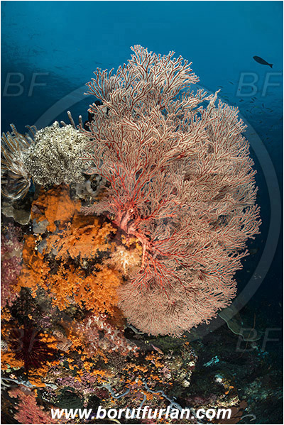 Raja Ampat, Papua, Indonesia, Melithaea sp., Melithaea, Melithaeidae, Sea fan, Coral, Cnidaria, Cnidarian, Reef