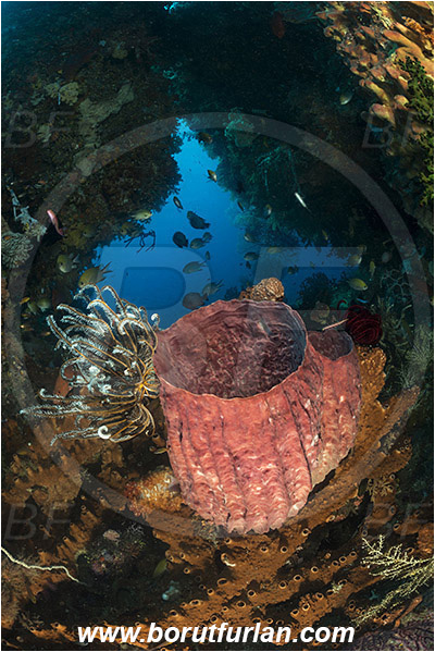 Raja Ampat, Papua, Indonesia, Xestospongia testudinaria, Xestospongia, Petrosiidae, Red Barrel Sponge, Sponge, Porifera, Reef, Cave