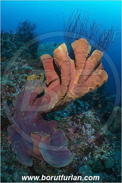 Raja Ampat, Papua, Indonesia, Ianthella basta, Ianthella, Ianthellidae, Porifera, Elephant ear sponge, Sponge, Reef