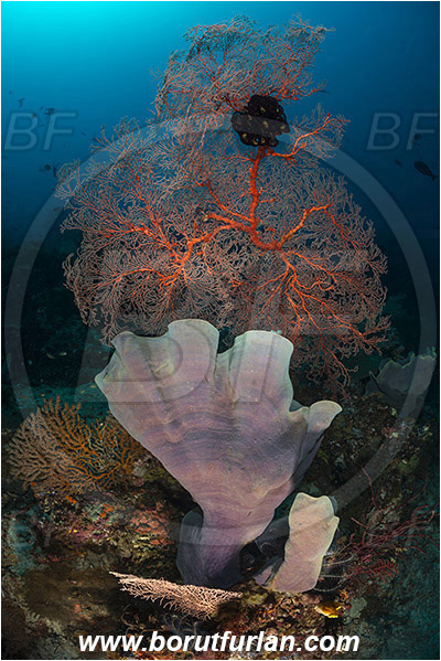 Raja Ampat, Papua, Indonesia, Melithaea sp., Melithaea, Melithaeidae, Sea fan, Coral, Cnidaria, Cnidarian, Reef, Ianthella, Ianthellidae, Porifera, Elephant ear sponge, Sponge