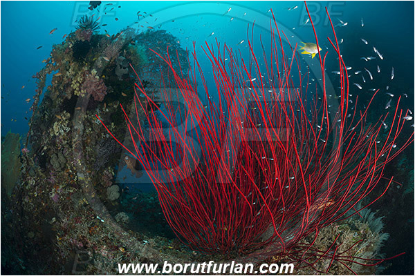 Raja Ampat, Papua, Indonesia, Ellisella sp., Ellisella, Ellisellidae, Anthozoa, Cnidaria, Cnidarian, Sea whip, Whip coral, Coral, Reef