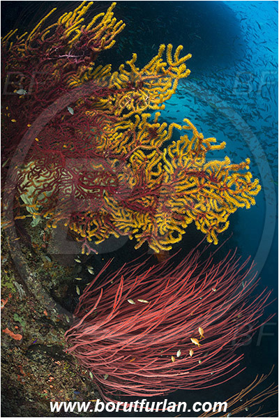 Raja Ampat, Papua, Indonesia, Euplexaura sp., Euplexaura, Plexauridae, Sea fan, Coral, Cnidaria, Cnidarian, Reef, Ellisella sp., Ellisella, Ellisellidae, Anthozoa, Sea whip, Whip coral, Fish school