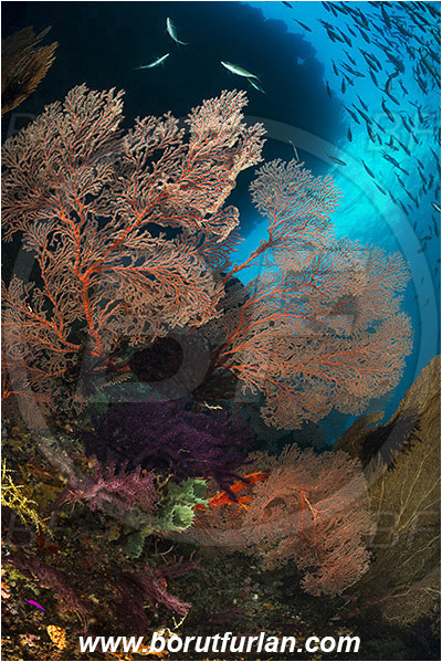Raja Ampat, Papua, Indonesia, Melithaea sp., Melithaea, Melithaeidae, Sea fan, Coral, Cnidaria, Cnidarian, Reef, Fish school