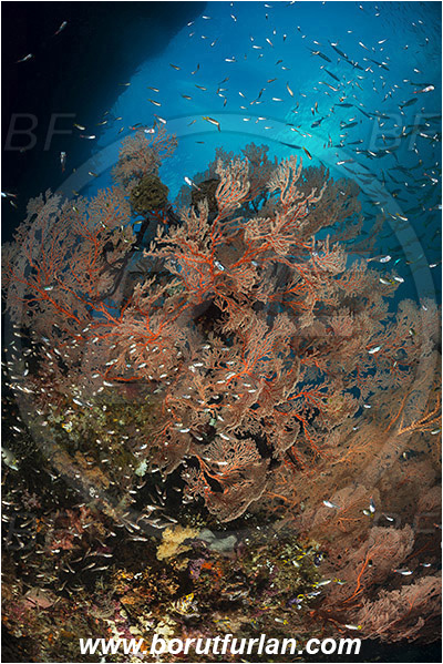 Raja Ampat, Papua, Indonesia, Melithaea sp., Melithaea, Melithaeidae, Sea fan, Coral, Cnidaria, Cnidarian, Reef, Fish school