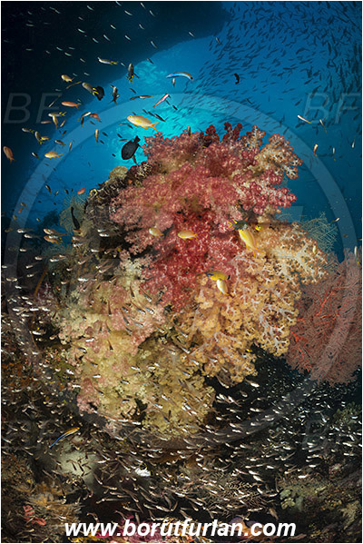 Raja Ampat, Papua, Indonesia, Dendronephthya sp., Dendronephthya, Nephtheidae, Soft coral, Coral, Anthozoa, Cnidaria, Cnidarian, Reef, Fish school