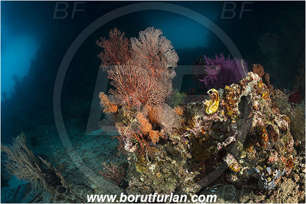 Raja Ampat, Papua, Indonesia, Melithaea sp., Melithaea, Melithaeidae, Sea fan, Coral, Cnidaria, Cnidarian, Reef, Cave