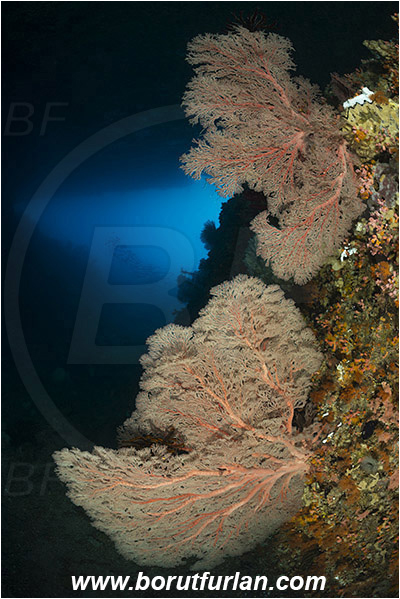 Raja Ampat, Papua, Indonesia, Melithaea sp., Melithaea, Melithaeidae, Sea fan, Coral, Cnidaria, Cnidarian, Reef, Cave