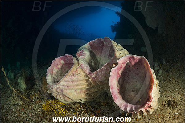 Raja Ampat, Papua, Indonesia, Xestospongia testudinaria, Xestospongia, Petrosiidae, Red Barrel Sponge, Sponge, Porifera, Reef, Cave