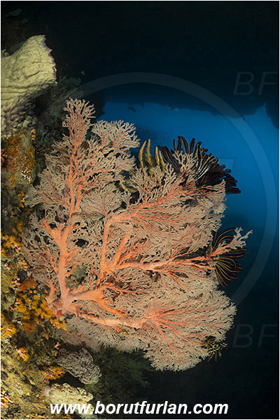 Raja Ampat, Papua, Indonesia, Melithaea sp., Melithaea, Melithaeidae, Sea fan, Coral, Cnidaria, Cnidarian, Reef, Cave
