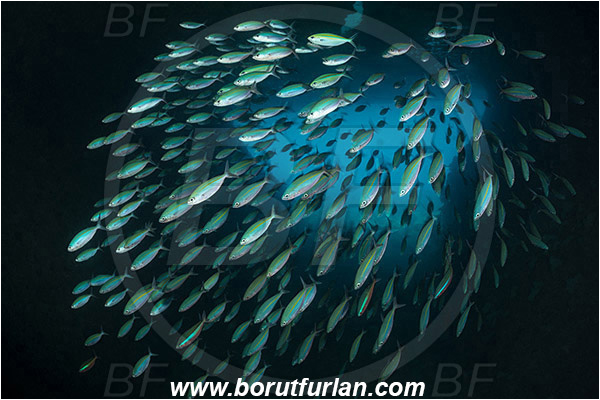 Raja Ampat, Papua, Indonesia, Pterocaesio marri, Pterocaesio, Caesionidae, Marr