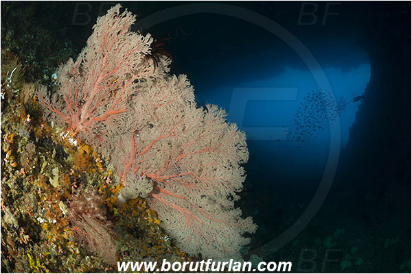 Raja Ampat, Papua, Indonesia, Melithaea sp., Melithaea, Melithaeidae, Sea fan, Coral, Cnidaria, Cnidarian, Reef, Cave