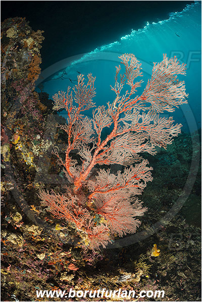 Raja Ampat, Papua, Indonesia, Melithaea sp., Melithaea, Melithaeidae, Sea fan, Coral, Cnidaria, Cnidarian, Reef