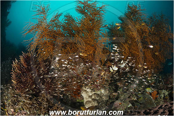 Raja Ampat, Papua, Indonesia, Antipathes sp., Antipathes, Antipathidae, Anthozoa, Cnidaria, Cnidarian, Black coral, Coral, Reef, Fish school