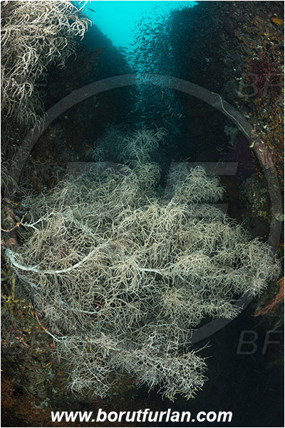 Raja Ampat, Papua, Indonesia, Antipathes sp., Antipathes, Antipathidae, Anthozoa, Cnidaria, Cnidarian, Black coral, Coral, Reef, Canyon, Fish school
