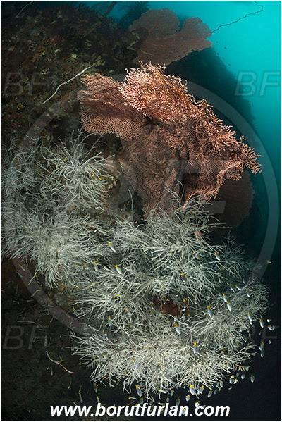 Raja Ampat, Papua, Indonesia, Antipathes sp., Antipathes, Antipathidae, Anthozoa, Cnidaria, Cnidarian, Black coral, Coral, Reef