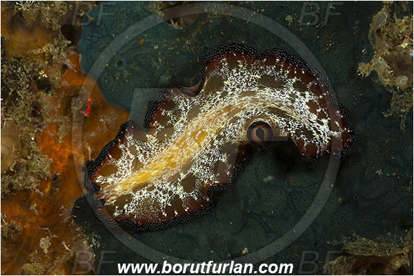 Raja Ampat, Papua, Indonesia, Pseudobiceros fulgor, Pseudoceros, Pseudocerotidae, Lightning flatworm, Flatworm, Platyhelminthes