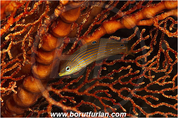 Raja Ampat, Papua, Indonesia, Halichoeres melanurus, Halichoeres, Labridae, Tail-spot Wrasse, Hoeven
