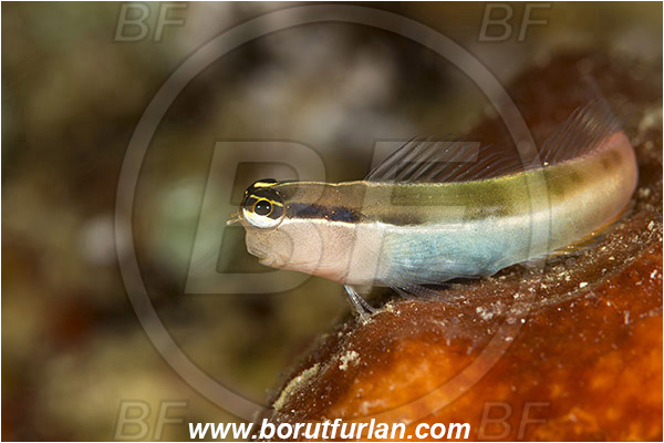 Raja Ampat, Papua, Indonesia, Ecsenius shirleyae, Ecsenius, Blenniidae, Shirley