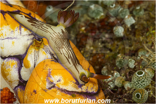Raja Ampat, Papua, Indonesia, Nembrotha lineolata, Polyceridae, Nembrotha, Nembrotha Nudibranch, Nudibranch, Sea slug, Mollusca, Mollusc