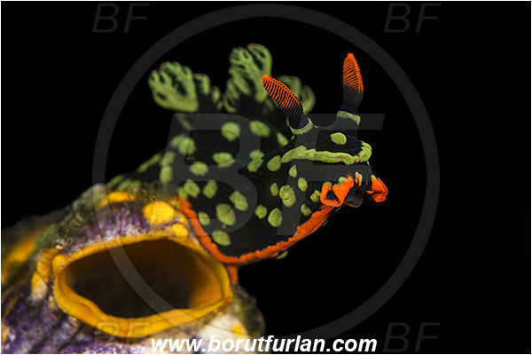 Raja Ampat, Papua, Nembrotha kubaryana, Nembrotha, Polyceridae, Polycerid nudibranch, Dusky Nembrotha, Variable neon slug, Nudibranch, Sea slug, Gastropoda, Mollusca, Mollusc